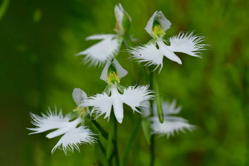 White Egret Flower (Pecteilis radiata)