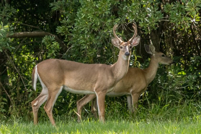 White-tailed Deer (Odoceilous virginianus)