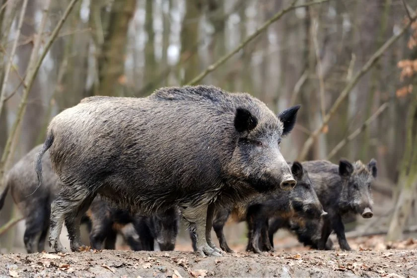 Wild Boar (Sus scrofa)