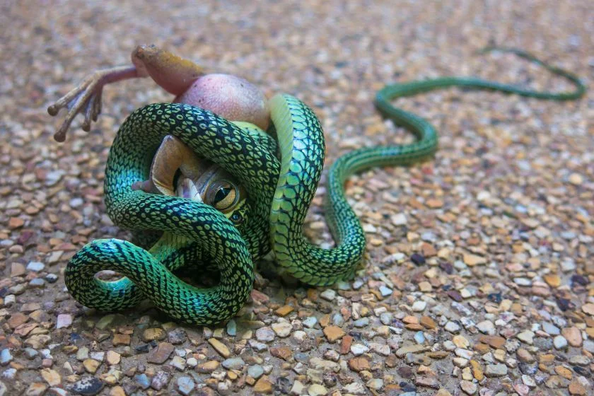 Wild Tree Snake Eating Bull Frog by Constriction