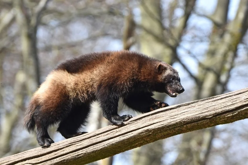 Wolverine (Gulo gulo) Climbing Tree Trunk in Natural Habitat