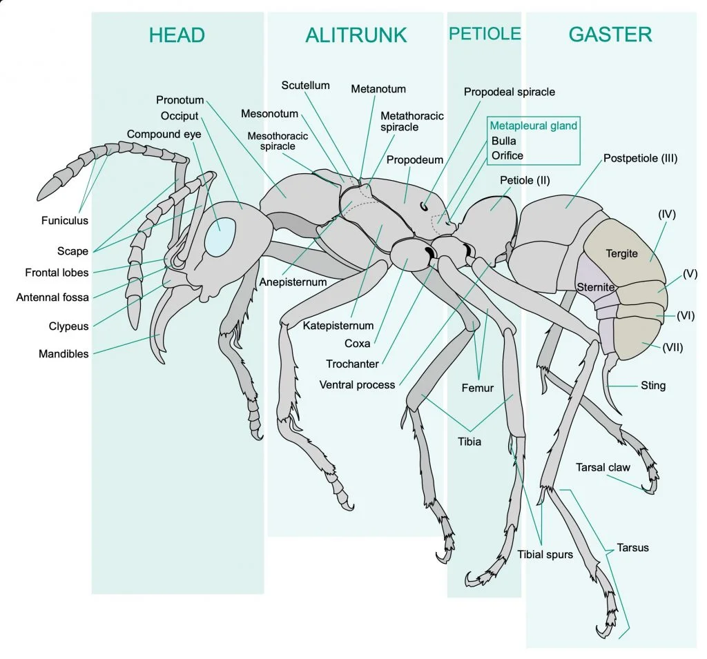 Worker Ant Anatomy
