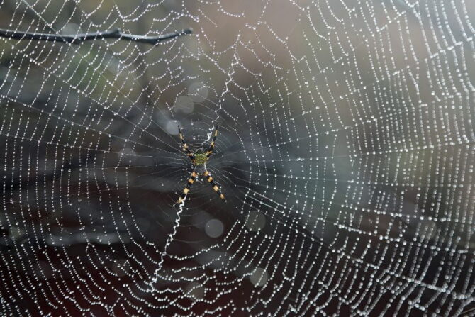 Yellow Garden Spider on Web (Argiope appensa)