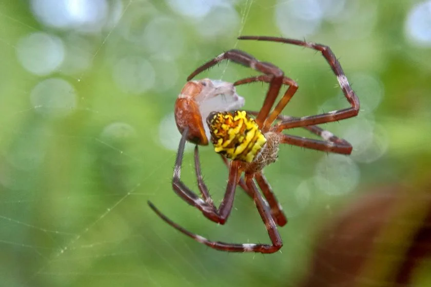 Yellow Garden Spider with Prey