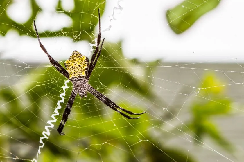Yellow and Black Hawaiian Garden Spider (Argiope appensa) Creating Web Reinforcements