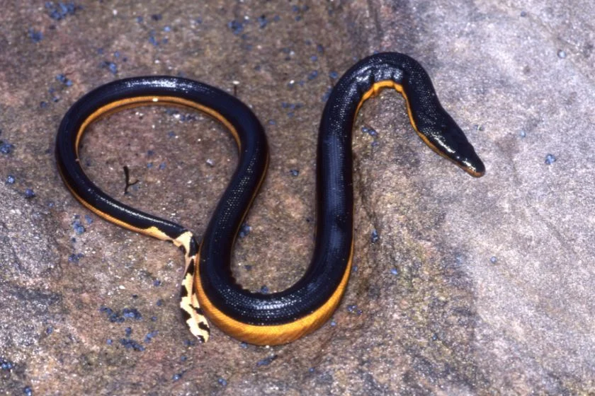 Yellow-bellied Sea Snakes (Hydrophis platurus) on Rock
