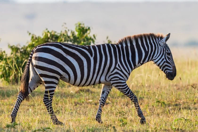 Zebra (Hippotigris)