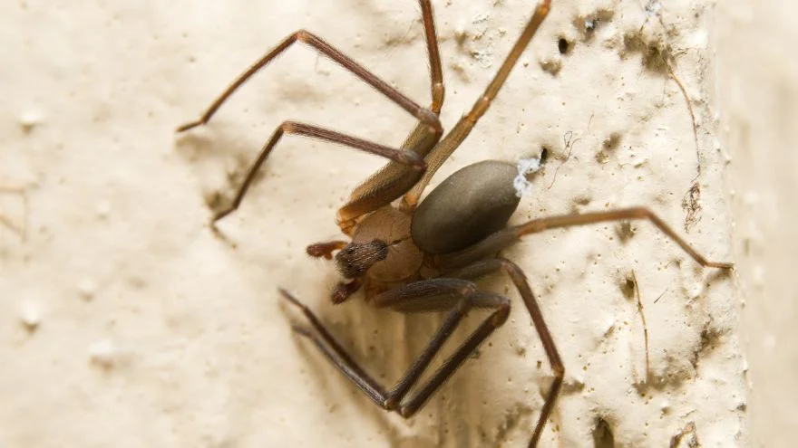 Most Dangerous Animals In Louisiana (Some Deadly) – Brown Recluse Spider