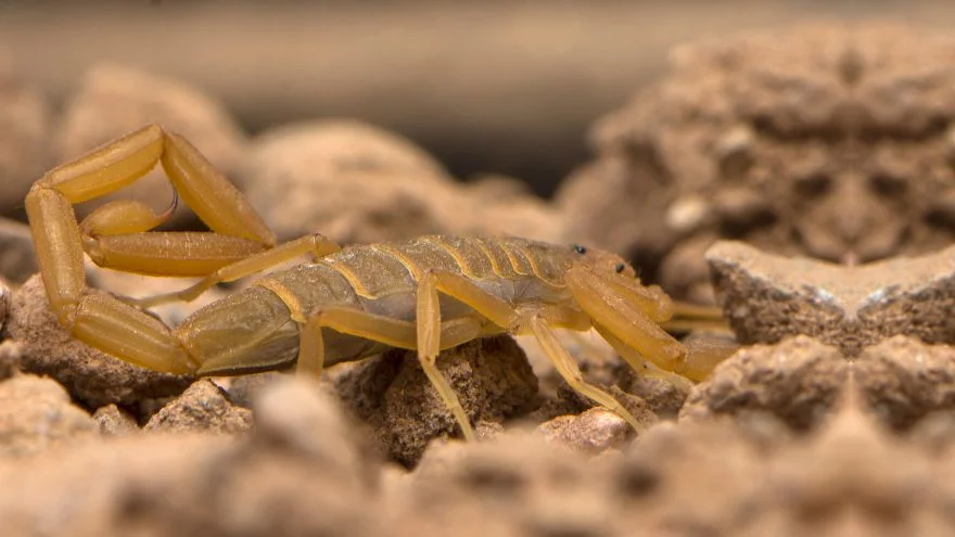 13 Most Dangerous Animals In Utah (Some Deadly) – Arizona Bark Scorpion