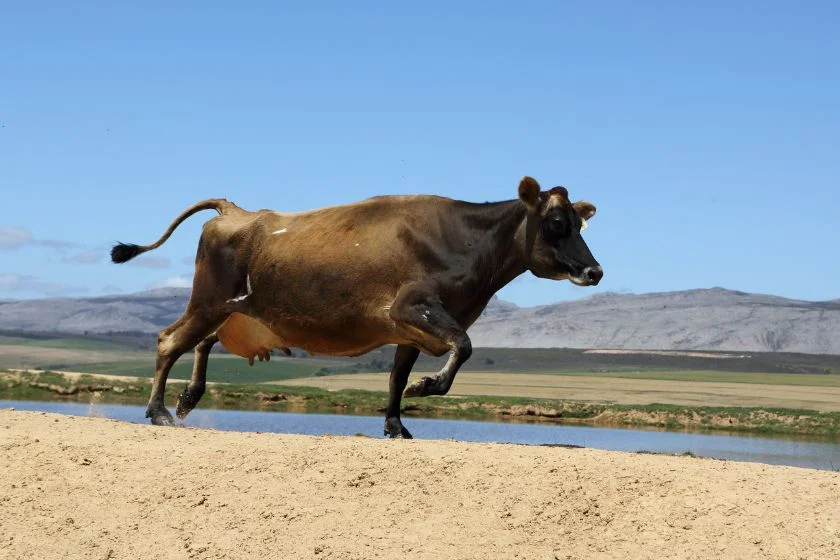 A Cow Running Fast Shaking Udder