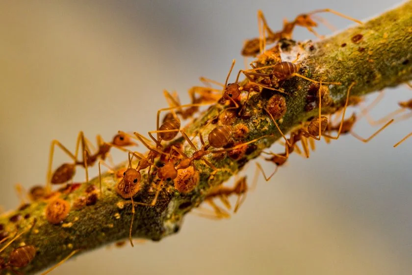 An Army of Ants on the Move