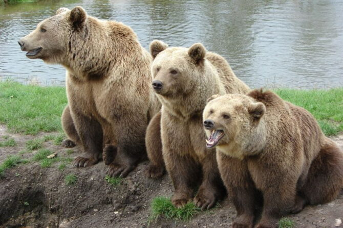 A Group of Brown Bears - Sloth or Sleuth