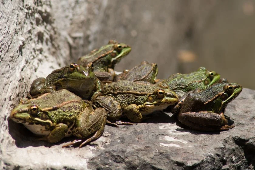 A Group of Frogs - Army