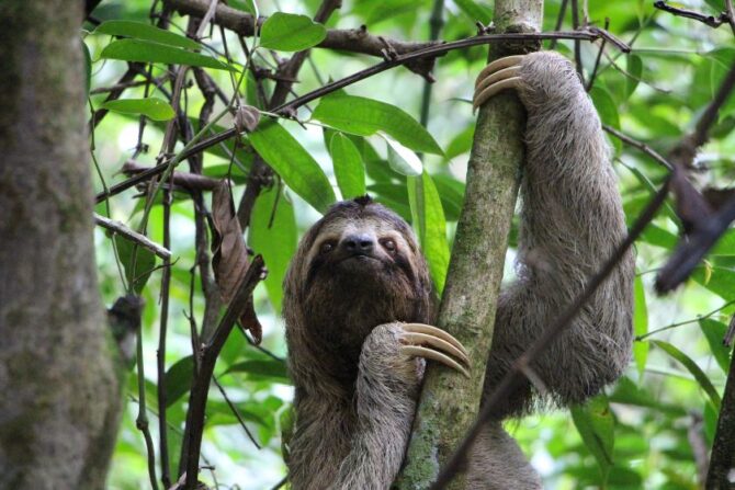 A Sloth Holding on to Branch Looking