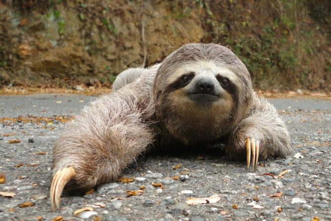A Sloth on the ground