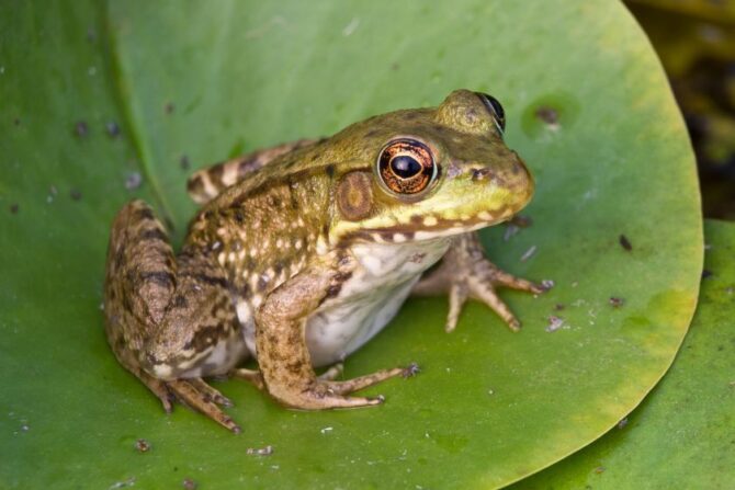 Adult Bull Frog in the Wild