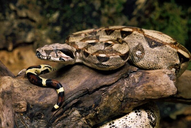 Adult Common Boa Constrictor (Boa constrictor)