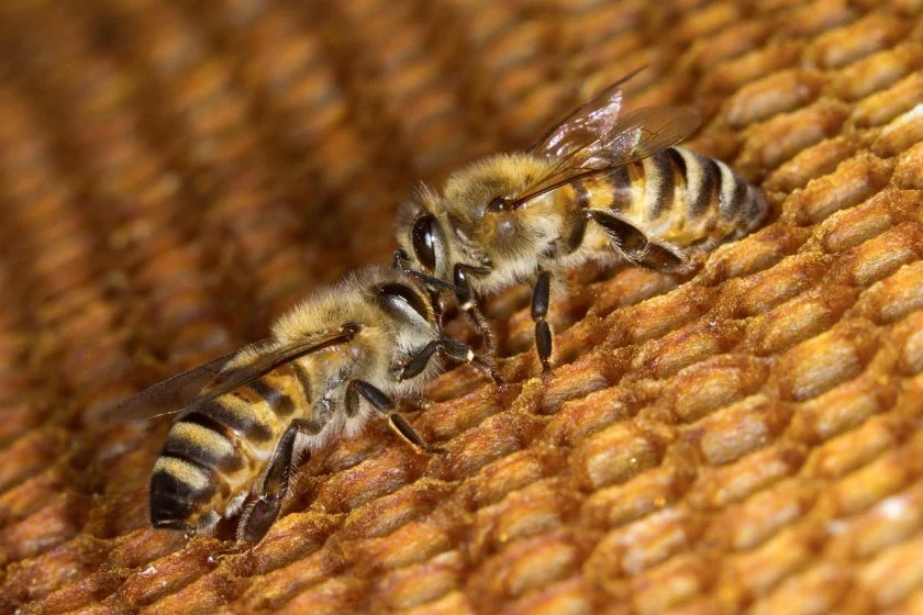 Africanized Killer Bees (Apis mellifera scutellata)