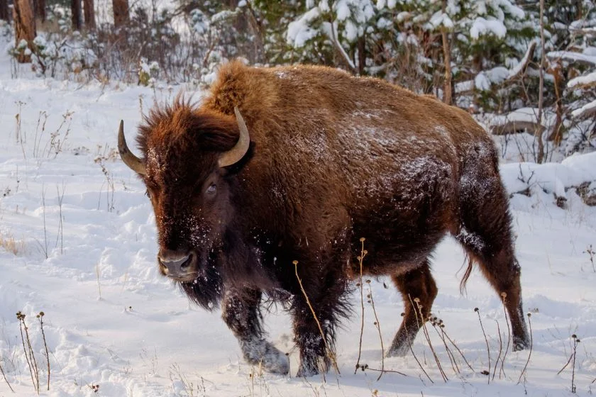 American Bison (Bos bison) Charging in winter