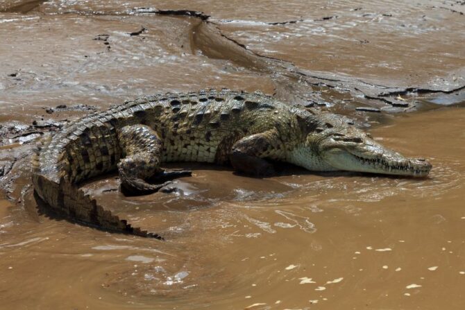 crocodile like animal of central and south america