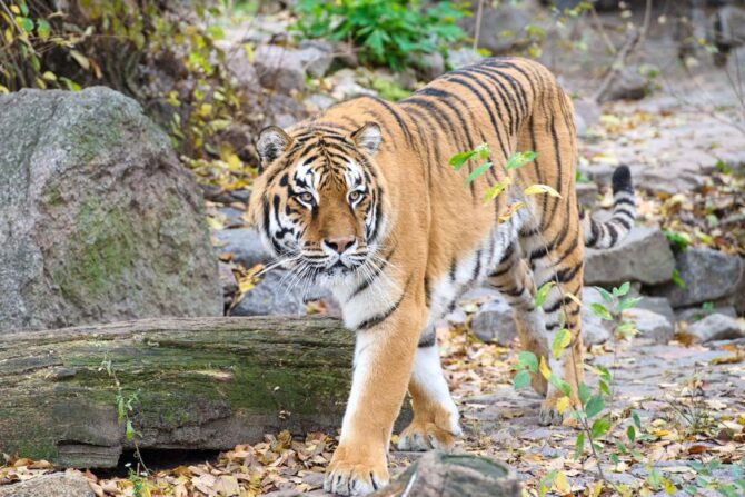 Amur Tiger (Panthera tigris) or Siberian Tiger