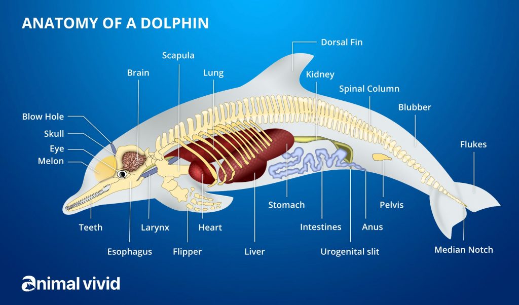 Anatomy of a Dolphin