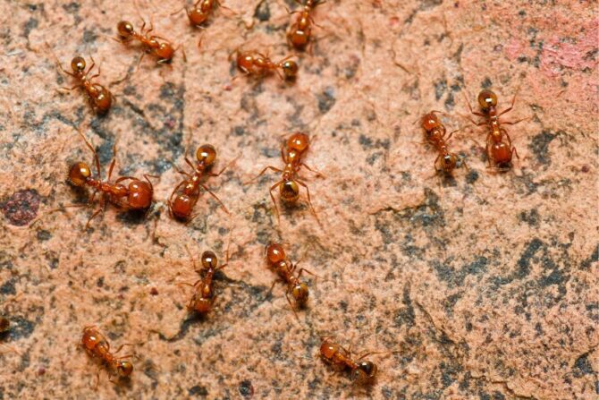 Angerous Fire Ants (Formicidae)