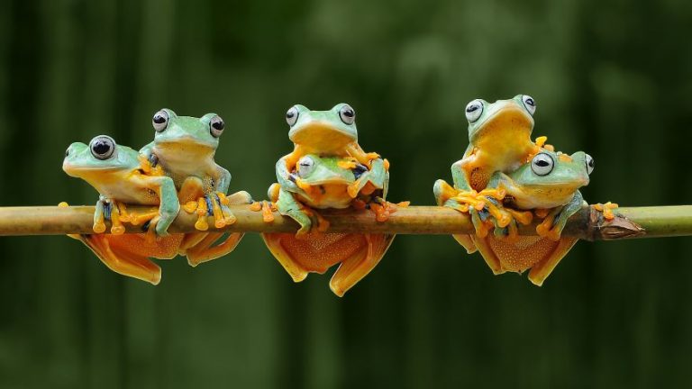 Collactive Names Animal Group Names: 110+ Collective Nouns For Animals