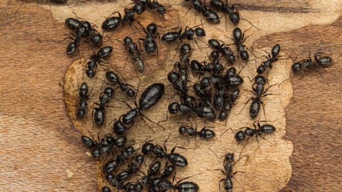 A Colony of Ants