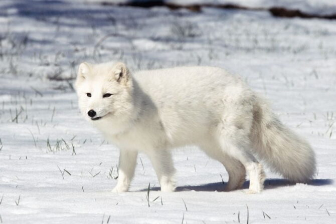 Arctic Fox (Vulpes lagopus)
