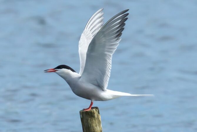 Arctic Tern (Sterna paradisaea)
