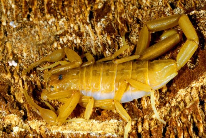 Arizona bark scorpion (Centruroides sculpturatus)