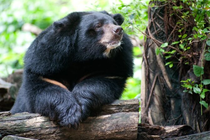 Asian Black Bear (Ursus tibetanus) - Asiatic Black Bear