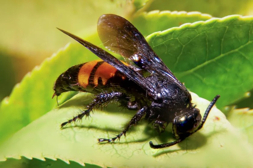 Asian Giant Hornet (Vespa mandarinia) with Sting on Leaf