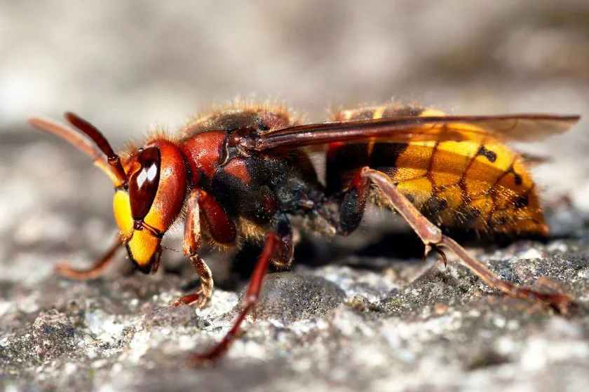 Asian Giant Hornet (Vespa mandarinia)