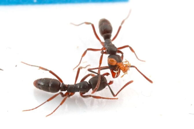 Asian Needle Ants (Brachyponera chinensis)