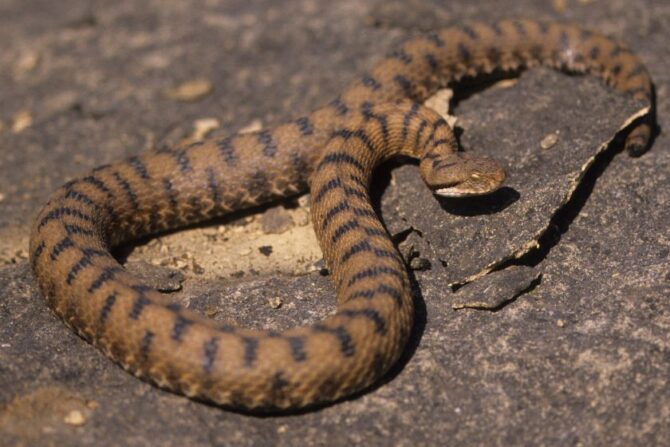 Asp Viper (Vipera aspis)