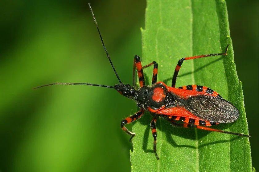 Assassin Bug (Reduviidae) Up Close on Leaf