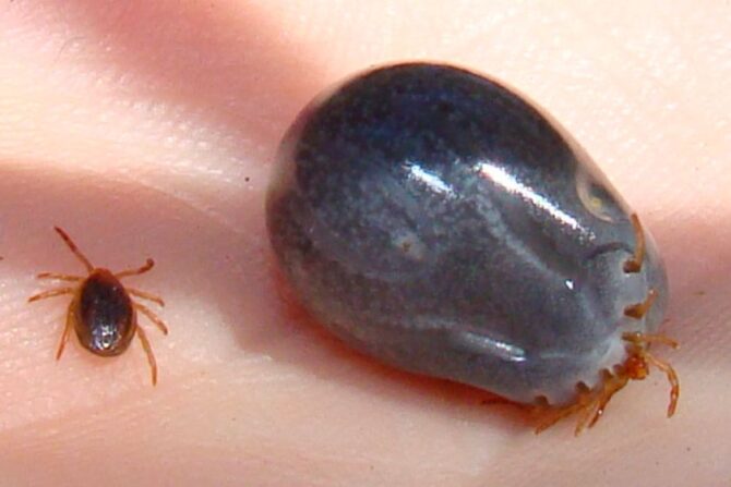 Australian Paralysis Tick (Ixodes holocyclus)