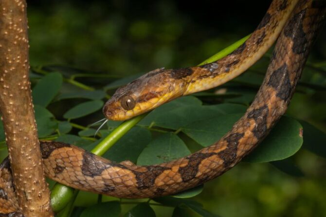 Baker’s Cat-Eyed Snake (Leptodeira bakeri)