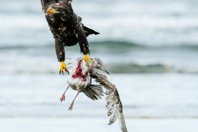 Bald Eagle Hunting Prey