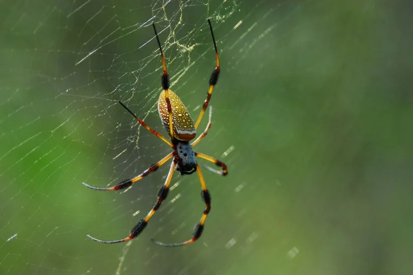 Banana Spider (Phoneutria)