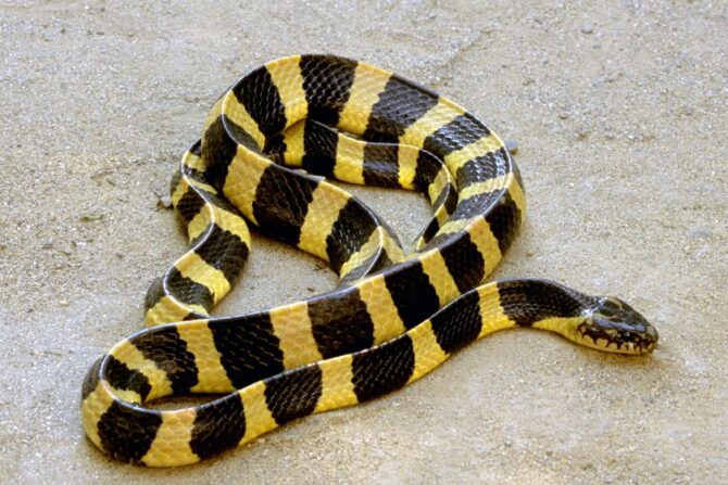 Banded Malayan Krait (Bungarus candidus) on Ground