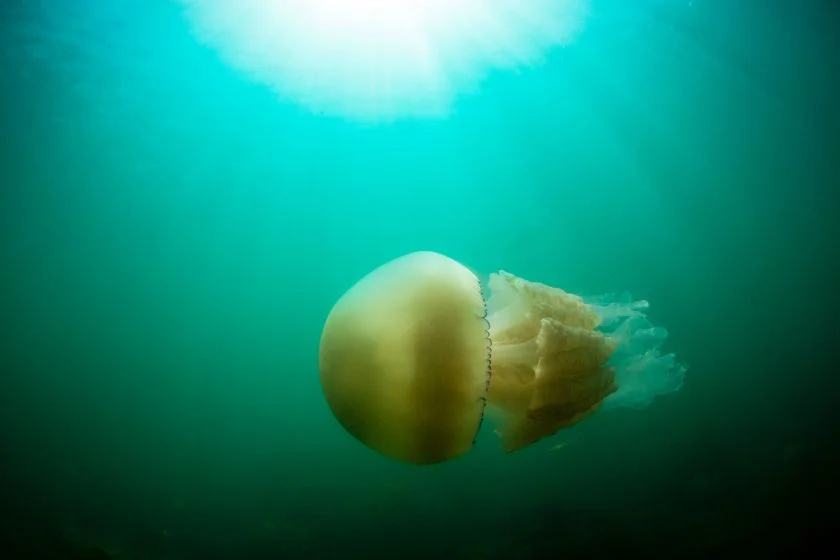 Barrel Jellyfish (Rhizostoma pulmo)