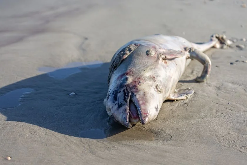 Beached Dolphin Died of Dehydration
