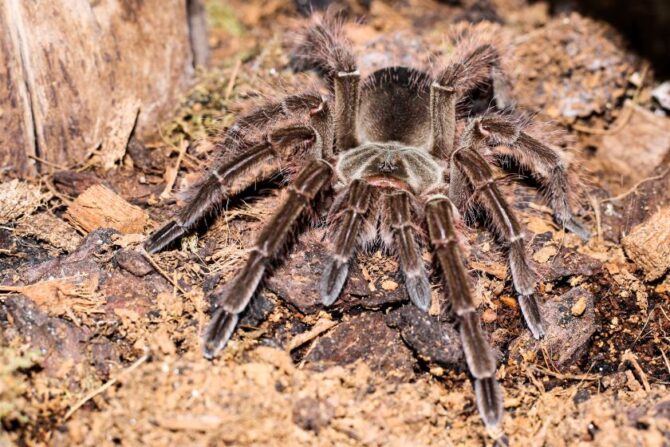 Bird spider (Theraphosa blondi)