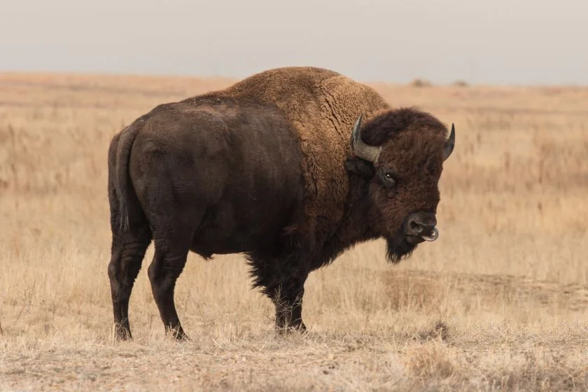 Bison (Bos bison)