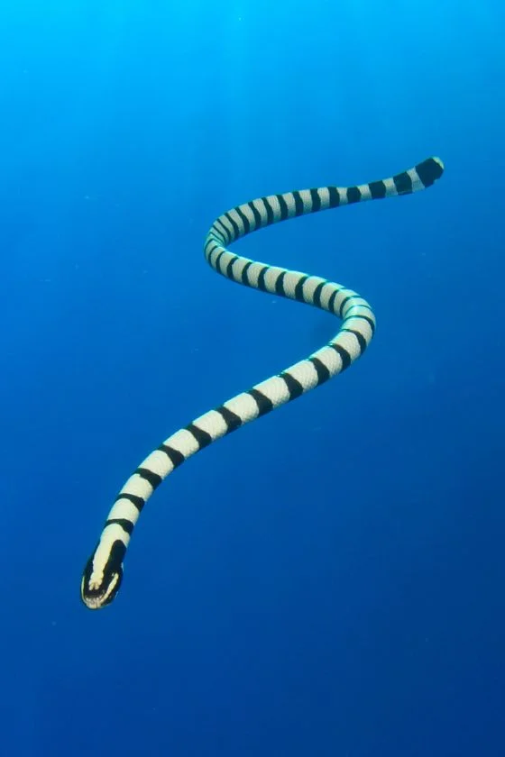 Black-Banded Sea Snake Swimming Underwater