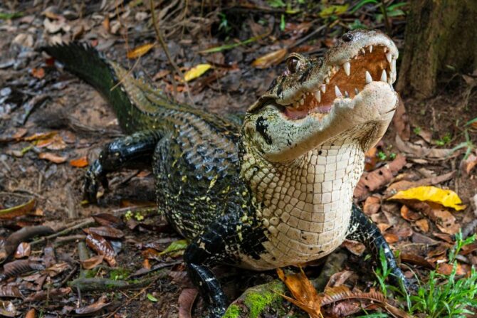 Black Caiman Crocodile (Melanosuchus niger)