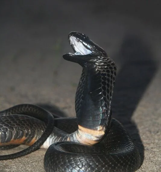Black-Necked Spitting Cobra (Naja nigricollis)